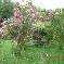 bed & breakfast Cantal - 